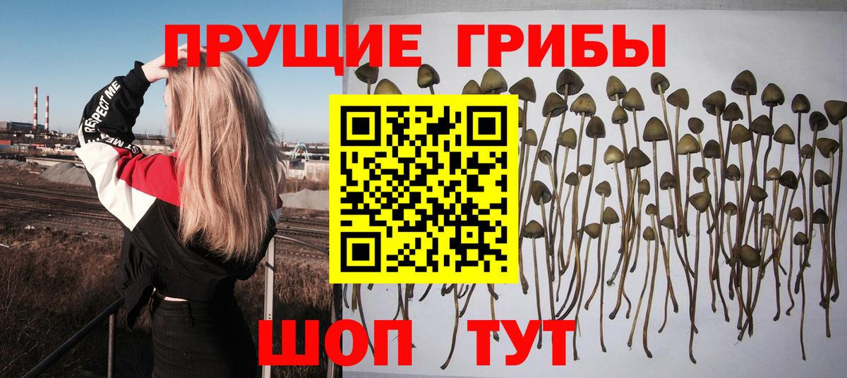 Псилоцибиновые грибы Cubensis Александров